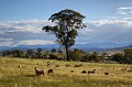 green paddocks